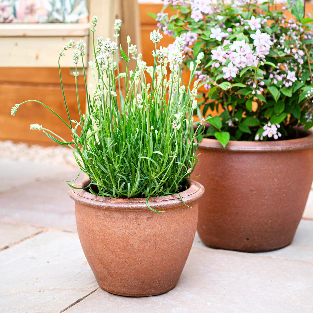 Pots, Tubs & Planters